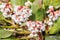 Flowers of Bergenia crassifolia heartleaf bergenia in spring time