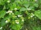 Flowers and berries early strawberry Alba