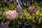 Flowers and berries on laurestine