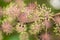 Flowers and berries of spikenard, Aralia cordata
