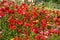 Flowers at the Biblioteca degli Alberi, Milan, Italy