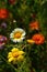 Flowers at the Biblioteca degli Alberi, Milan, Italy