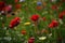 Flowers at the Biblioteca degli Alberi, Milan, Italy