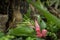 Flowers of Billbergia nutans / Queenâ€™s Tears