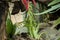 Flowers of Billbergia nutans / Queenâ€™s Tears