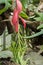 Flowers of Billbergia nutans / Queenâ€™s Tears