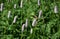 Flowers of Bistorta officinalis, in the park.