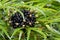 Flowers, black berry of Green Aralia Miagos bush ornamental pl