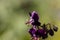 Flowers of a black widow, Geranium phaeum