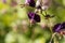 Flowers of a black widow, Geranium phaeum