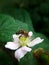 Flowers blackberry garden on the green leaves