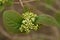 The flowers of a Blackhaw Viburnum shrub, Prunifolium, growing in the wild in the UK.