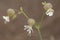 Flowers of bladder campion.