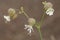 Flowers of bladder campion.