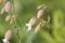 Flowers of bladder campion Silene vulgaris plant in garden