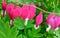 Flowers on a bleeding heart bush