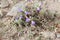 Flowers of Blepharis linariifolia