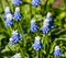 flowers in the bloom of the Armenian Muscari plant