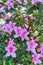 Flowers bloom azaleas, pink rhododendron buds on green background