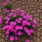 flowers bloom on the dried soil. Concept - healing the Earth