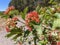 flowers bloom and seeds ripen on an ornamental shrub on the street of the city