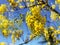 Flowers bloom during Songkran Festival. Thai people call Ratchaphruek or Dok koon. Yellow flowers with blue sky.