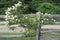 Flowers in bloom on wooden fence, Blue Ridge Mountains, Skyline Drive, VA