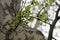 Flowers bloomed on a plane tree in spring