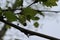 Flowers bloomed on a plane tree in spring