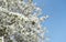 flowers blooming on the branches of a tree in springtime on blue sky