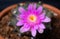 Flowers are blooming.  Cactus, pink and soft pink  gymnocalycium flower, blooming atop a long, arched spiky plant surrounding a