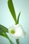 Flowers in blooming. Calla Lily. Botany background