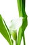 Flowers in blooming. Calla Lily. Botany background