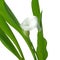 Flowers in blooming. Calla Lily. Botany background