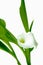 Flowers in blooming. Calla Lily. Botany background