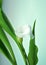 Flowers in blooming. Calla Lily. Botany background