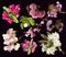 Flowers of blooming garden blossoms of collection cherry and apple tree