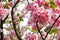 Flowers of blooming Japanese cherry tree
