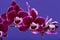 Flowers of Blooming Mini Velvet Burgundy  Phalaenopsis Orchid Plant isolated on purple. Moth Orchids. Tribe: Vandeae. O