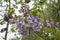 Flowers of a blooming paulownia tree, closeup.