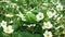 Flowers of blooming strawberry at the garden