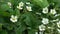 Flowers of blooming strawberry at the garden