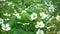 Flowers of blooming strawberry at the garden close up