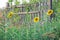 Flowers blooming sunflowers near wooden fence