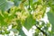 Flowers of blossom Linden tree, apothecary, natural medicine, healing herbal tea