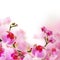 Flowers, blossom summer background with orchid