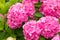Flowers blossom on sunny day. Flowering hortensia plant. Pink Hydrangea macrophylla blooming in spring and summer in a garden. Web