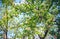 Flowers of a blossoming apple-tree