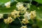 Flowers of a blossoming linden tree on a blurred background. Close-up. Blooming large-leaved linden (Tilia).