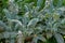 Flowers of blossoming Stachys byzantina \'Silver Carpet \' (Lamb\'s